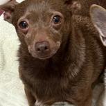 Enlarge Brownie, a Adoptable mixed breed in Glenelg, MD image 1/4