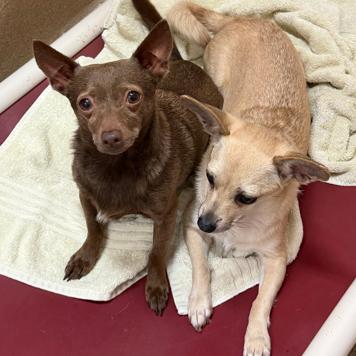 Enlarge Brownie, a Adoptable mixed breed in Glenelg, MD image 2/4