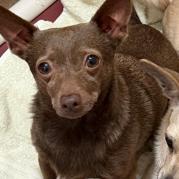 Enlarge Brownie, a Adoptable mixed breed in Glenelg, MD image 3/4