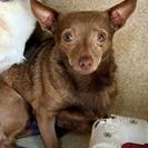 Enlarge Brownie, a Adoptable mixed breed in Glenelg, MD image 4/4