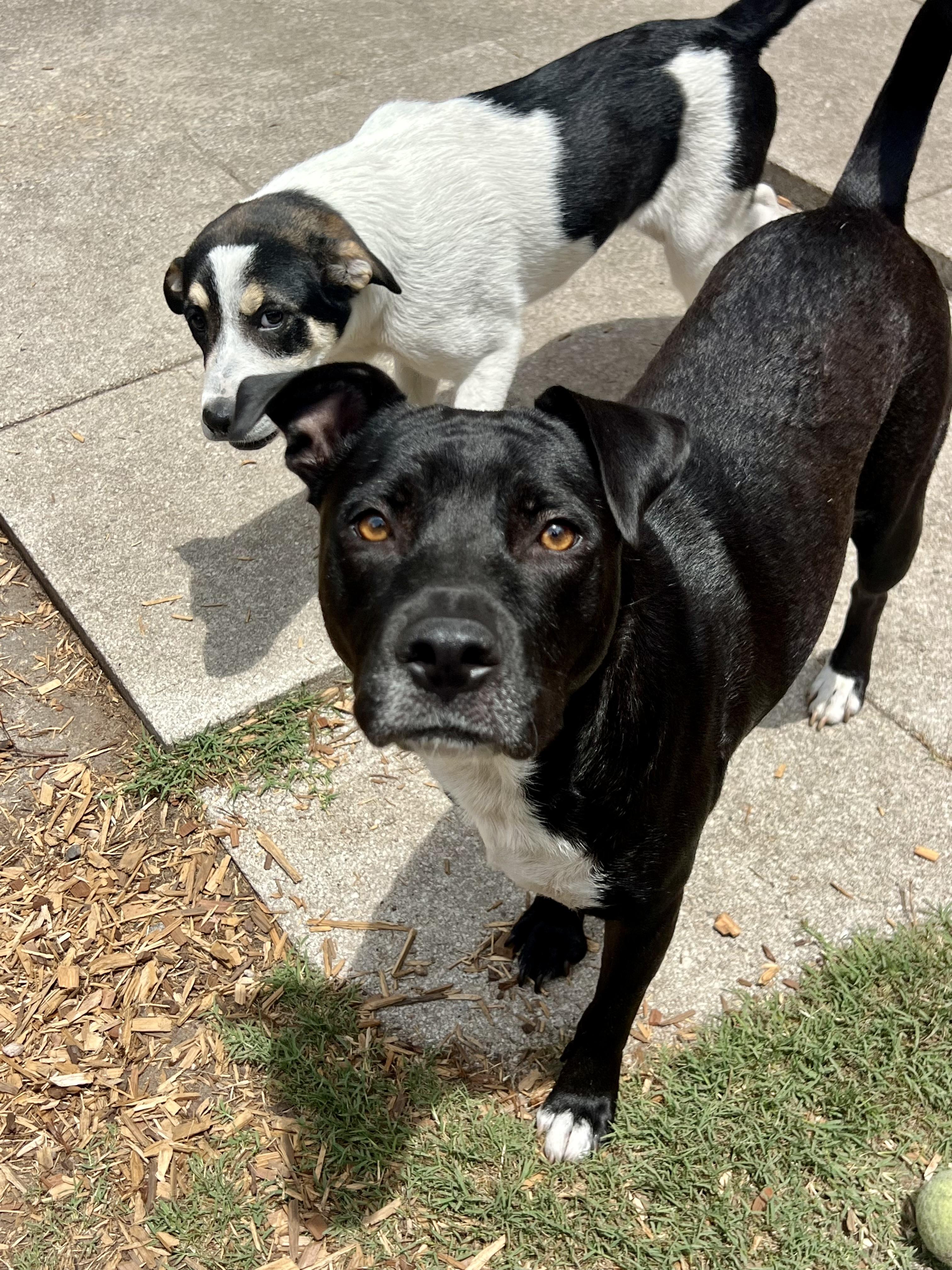 Enlarge Kenley, a ADOPTABLE mixed breed in Mt Pleasant, SC image 6/6