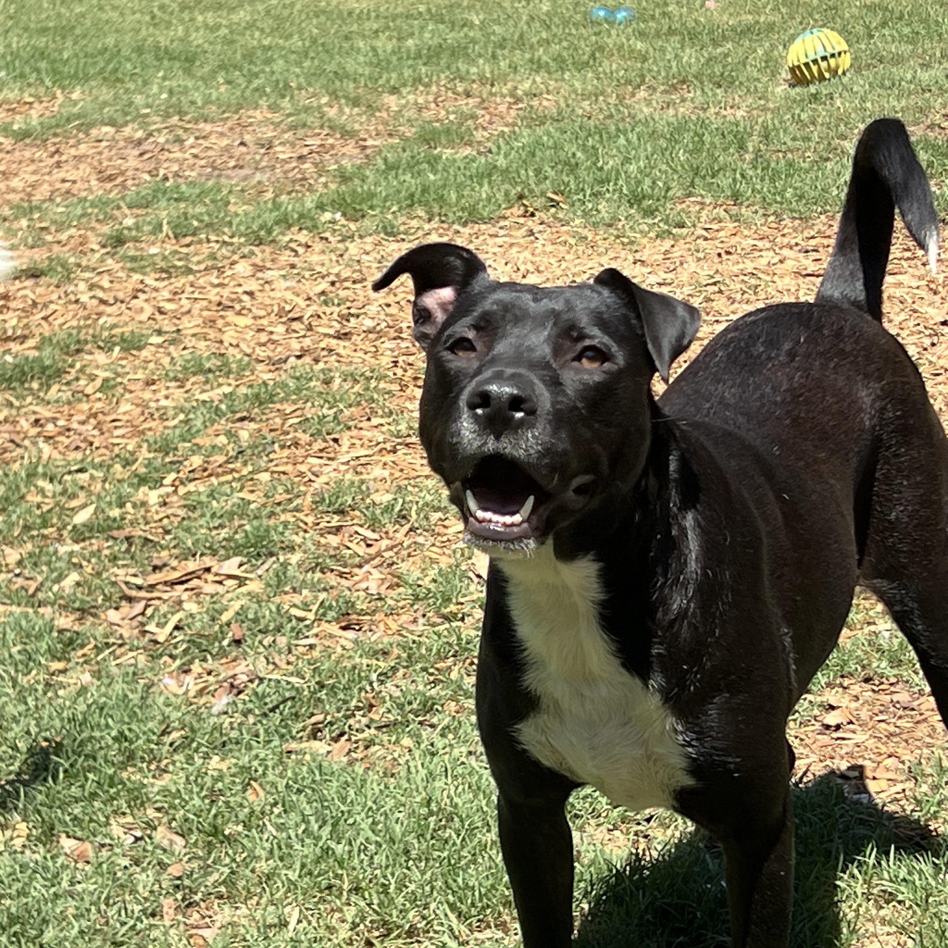 Enlarge Kenley, a ADOPTABLE mixed breed in Mt Pleasant, SC image 5/6