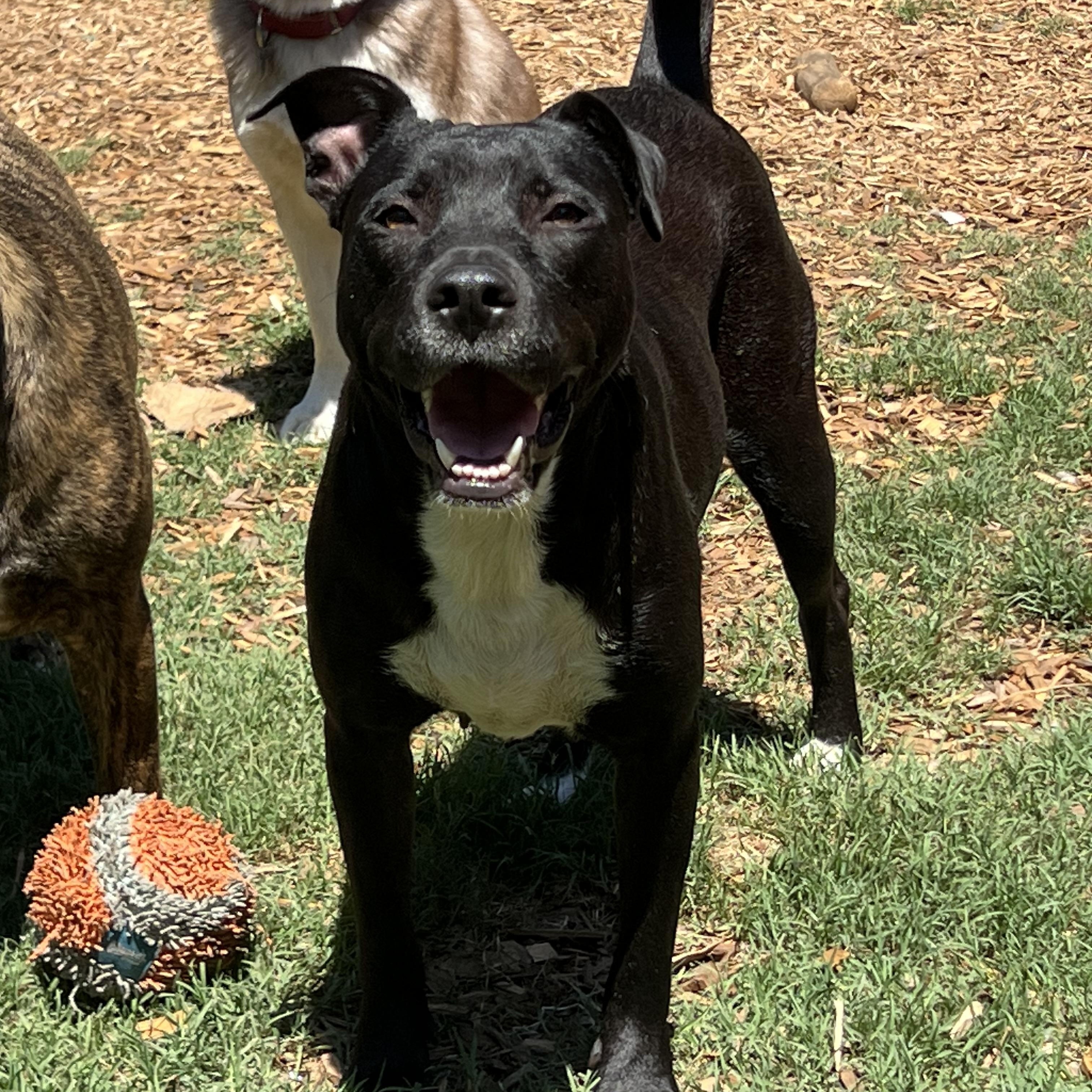 Enlarge Kenley, a ADOPTABLE mixed breed in Mt Pleasant, SC image 2/6