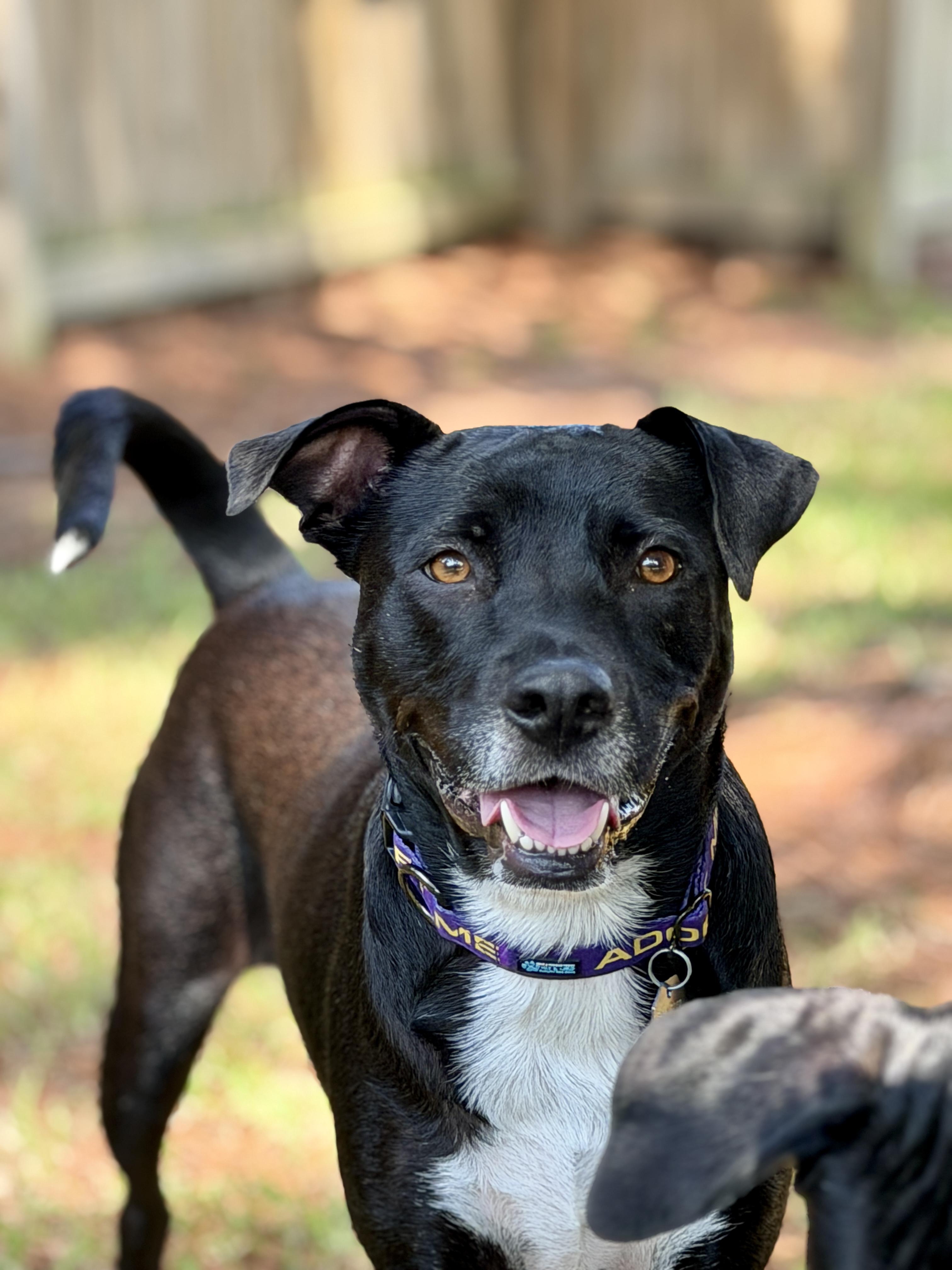 Enlarge Kenley, a ADOPTABLE mixed breed in Mt Pleasant, SC image 4/6