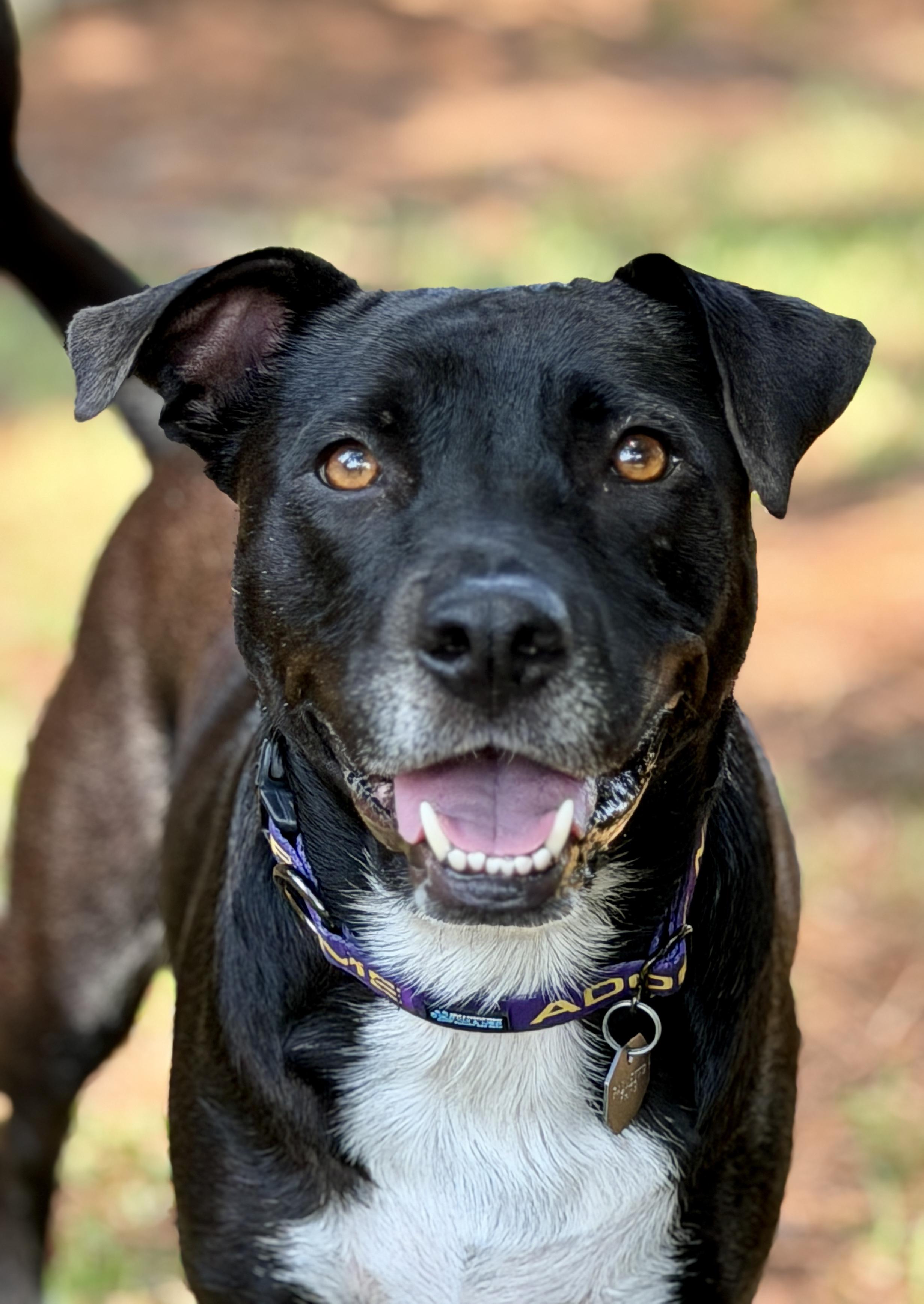 Enlarge Kenley, a ADOPTABLE mixed breed in Mt Pleasant, SC image 1/6