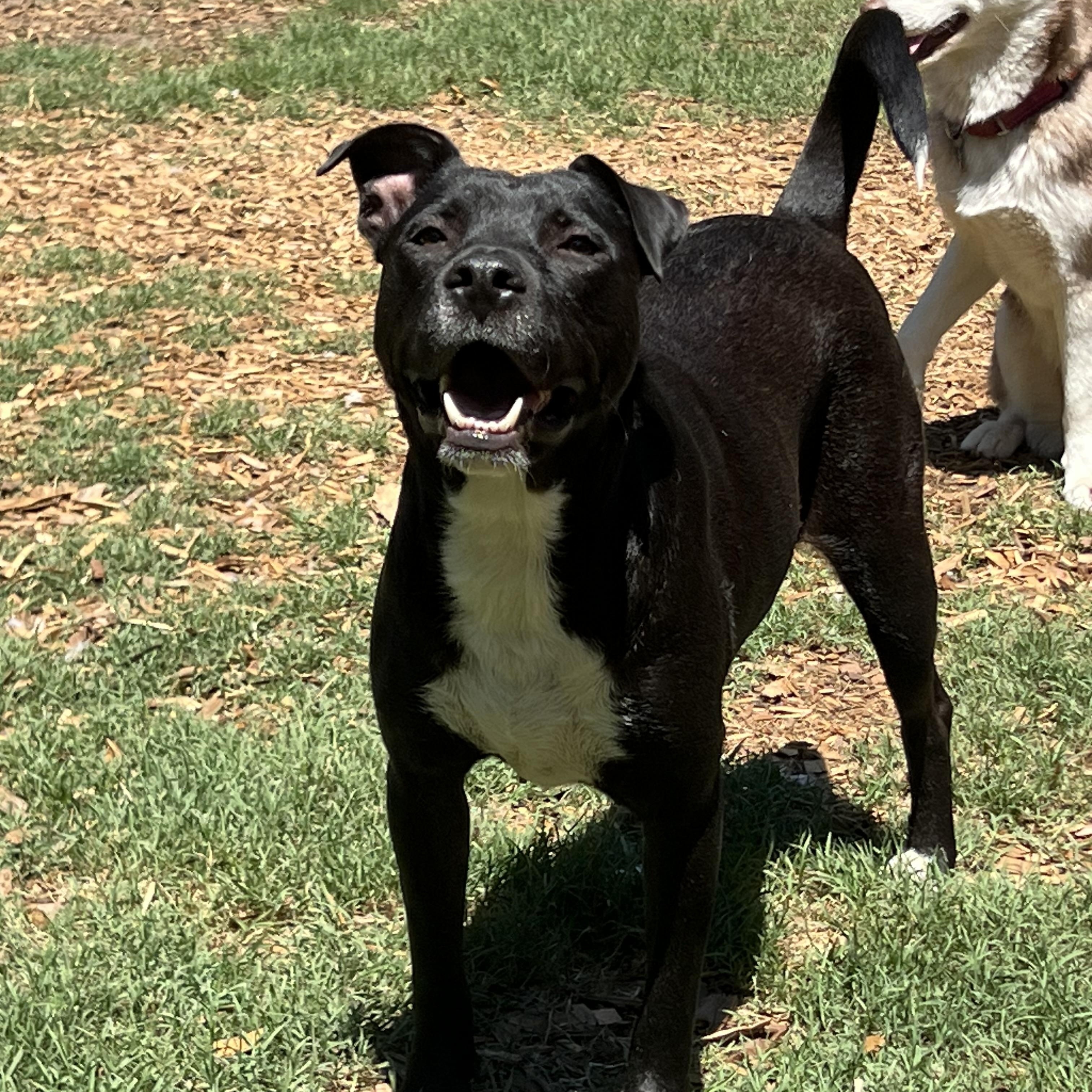 Enlarge Kenley, a ADOPTABLE mixed breed in Mt Pleasant, SC image 3/6