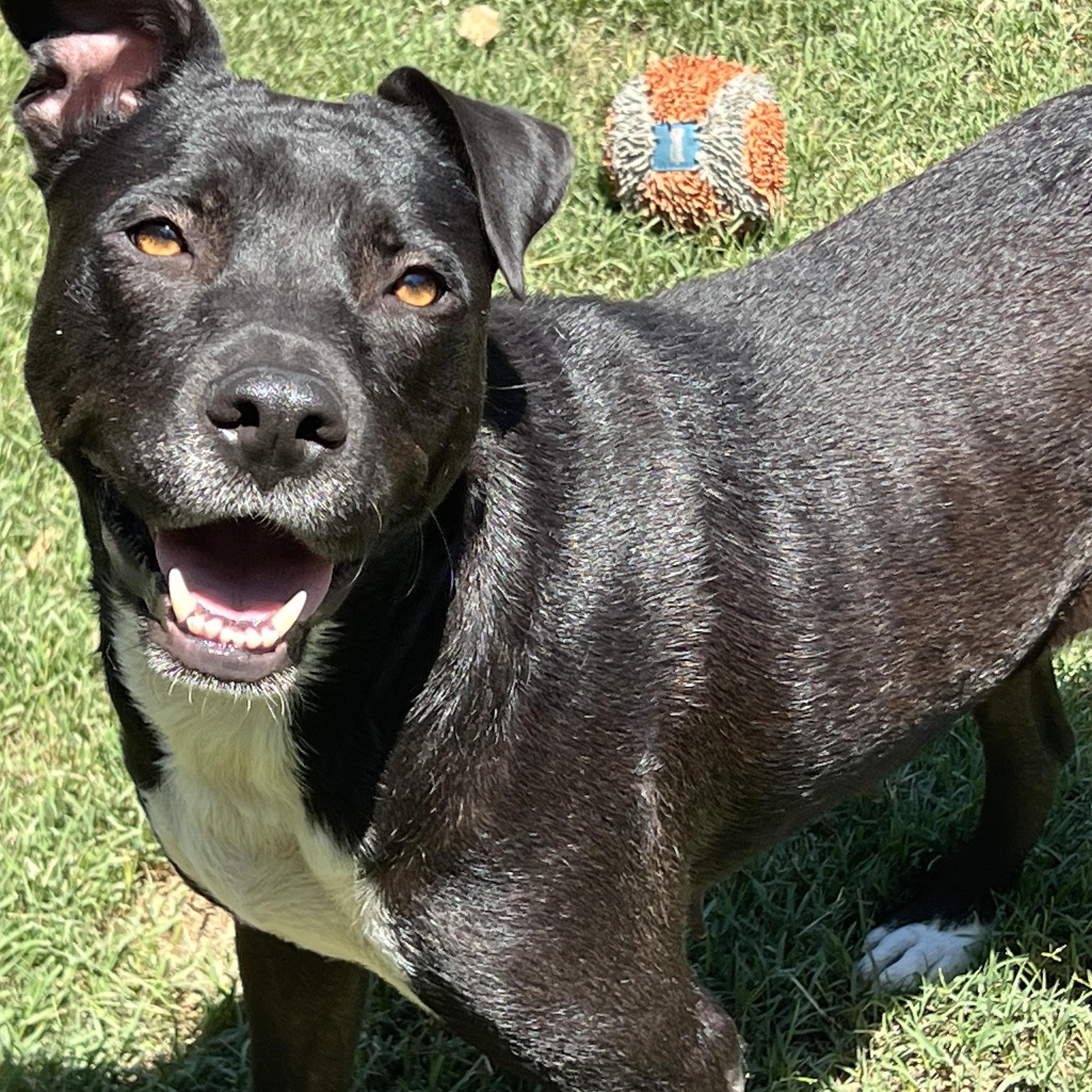 Enlarge Kenley, a ADOPTABLE mixed breed in Mt Pleasant, SC image 4/6