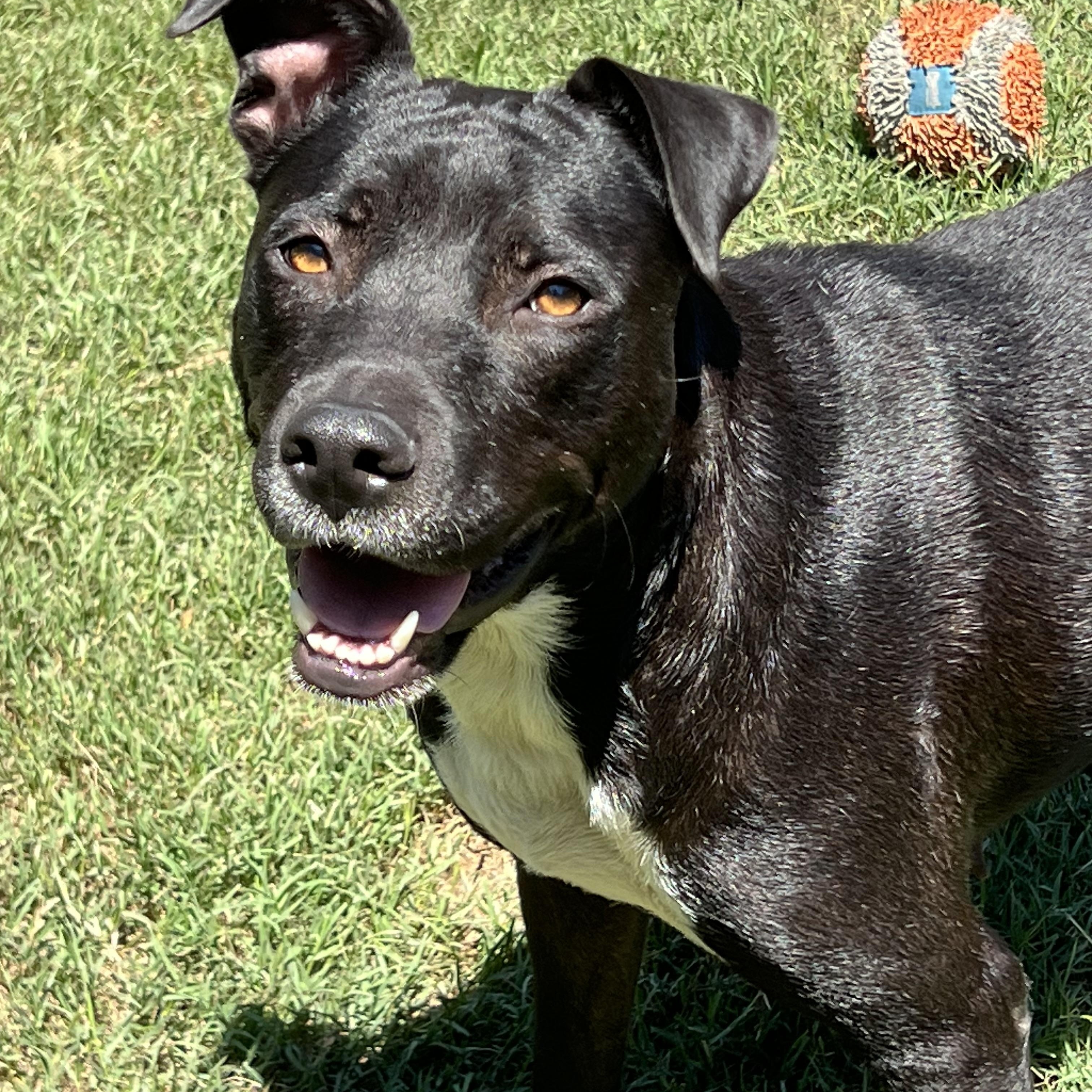 Enlarge Kenley, a ADOPTABLE mixed breed in Mt Pleasant, SC image 1/6