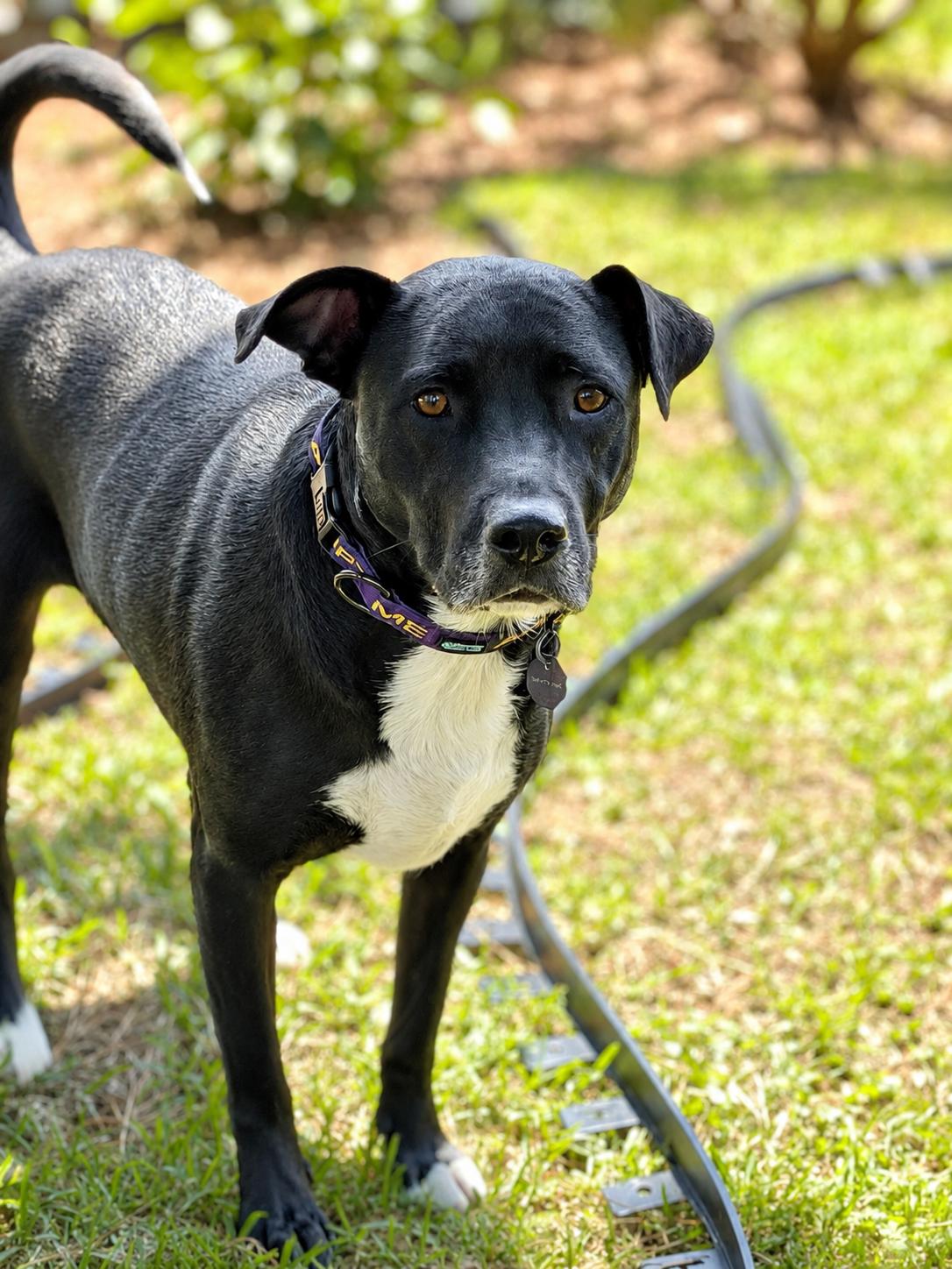 Enlarge Kenley, a ADOPTABLE mixed breed in Mt Pleasant, SC image 2/6