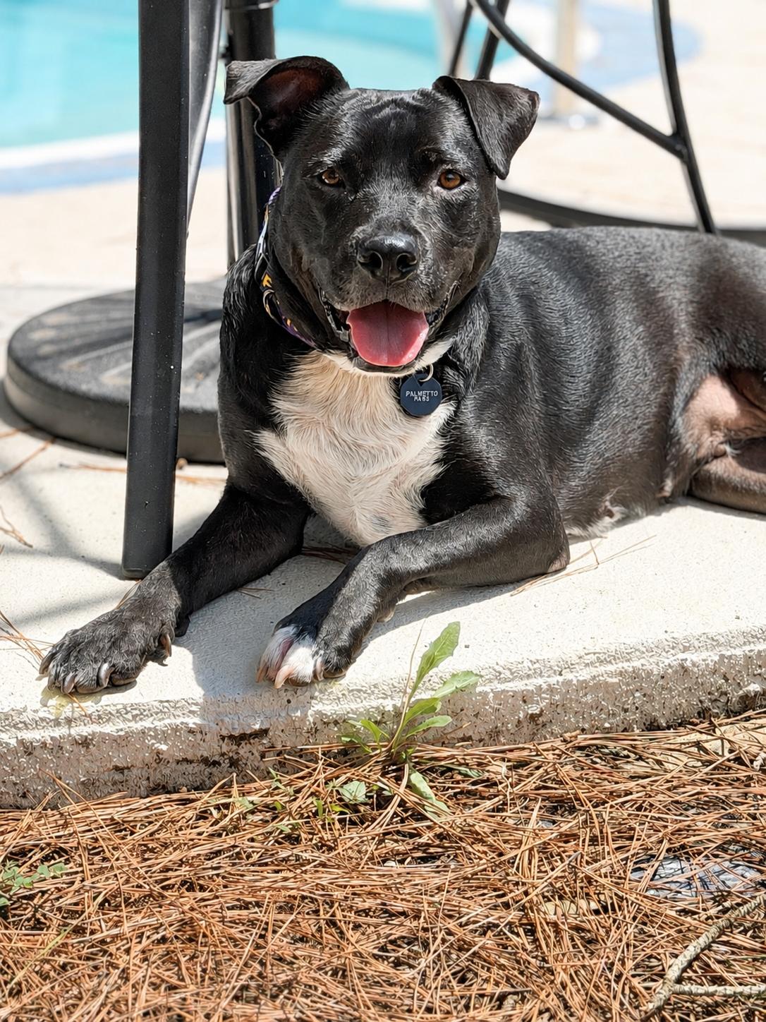 Enlarge Kenley, a ADOPTABLE mixed breed in Mt Pleasant, SC image 3/6