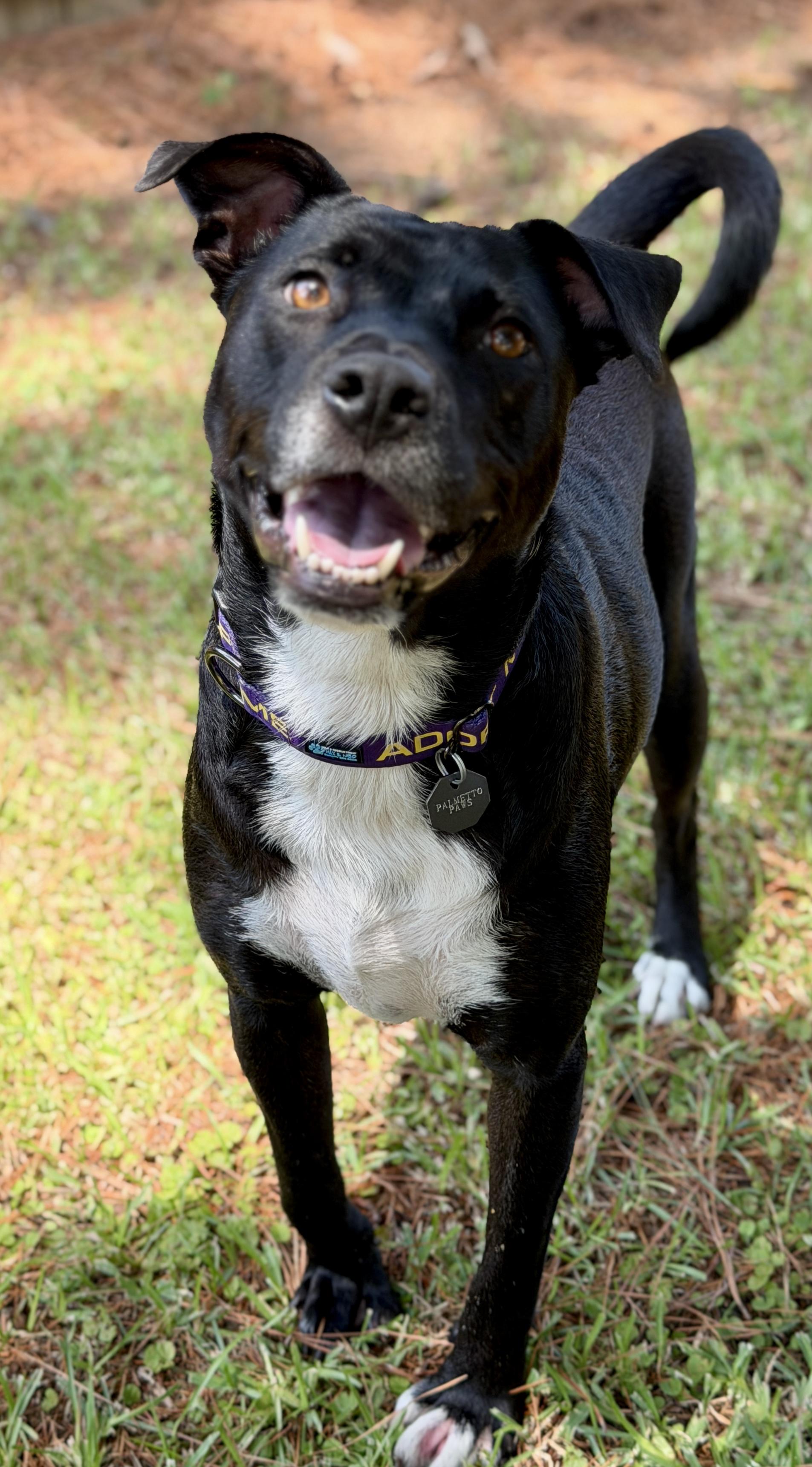 Enlarge Kenley, a ADOPTABLE mixed breed in Mt Pleasant, SC image 5/6