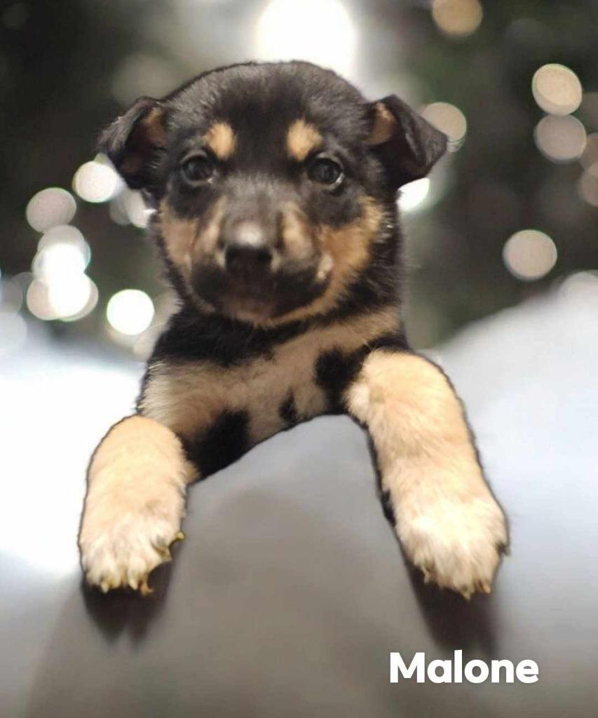 Enlarge Malone, a Adopted German Shepherd Dog in El Dorado, AR image 1/1