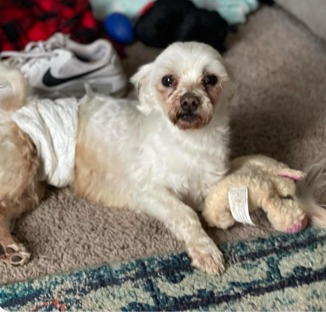 Louie, Adult Male Maltese