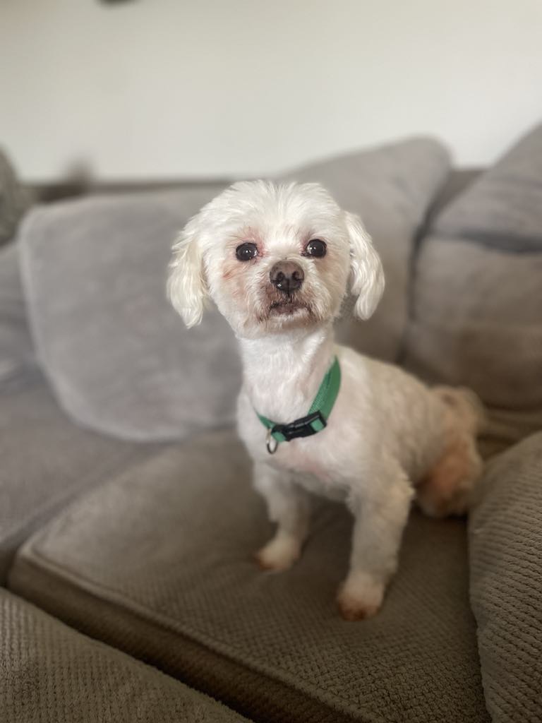 Louie photo 4