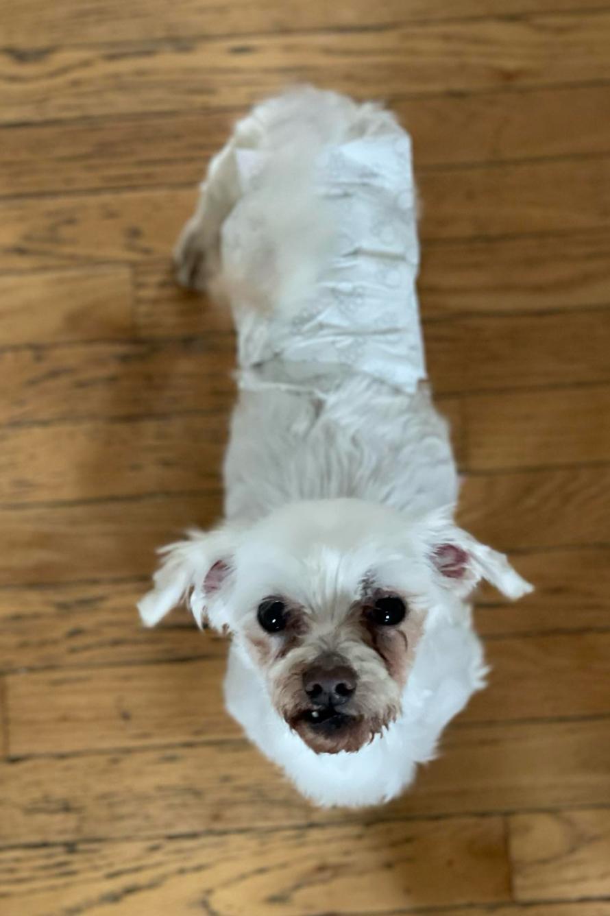 Louie photo 2