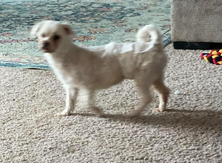Louie photo 3