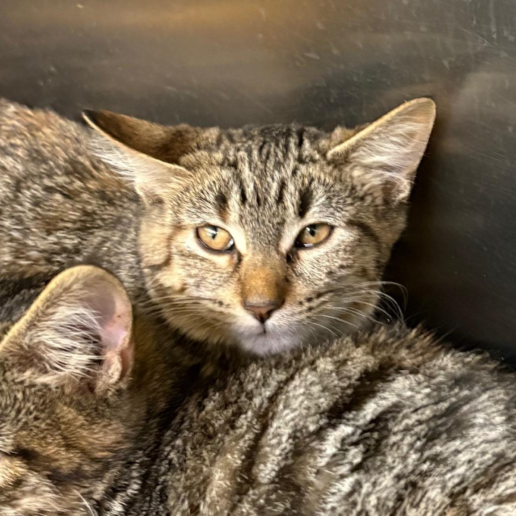 Ms Honey, Adoptable, Young Female Domestic Short Hair.