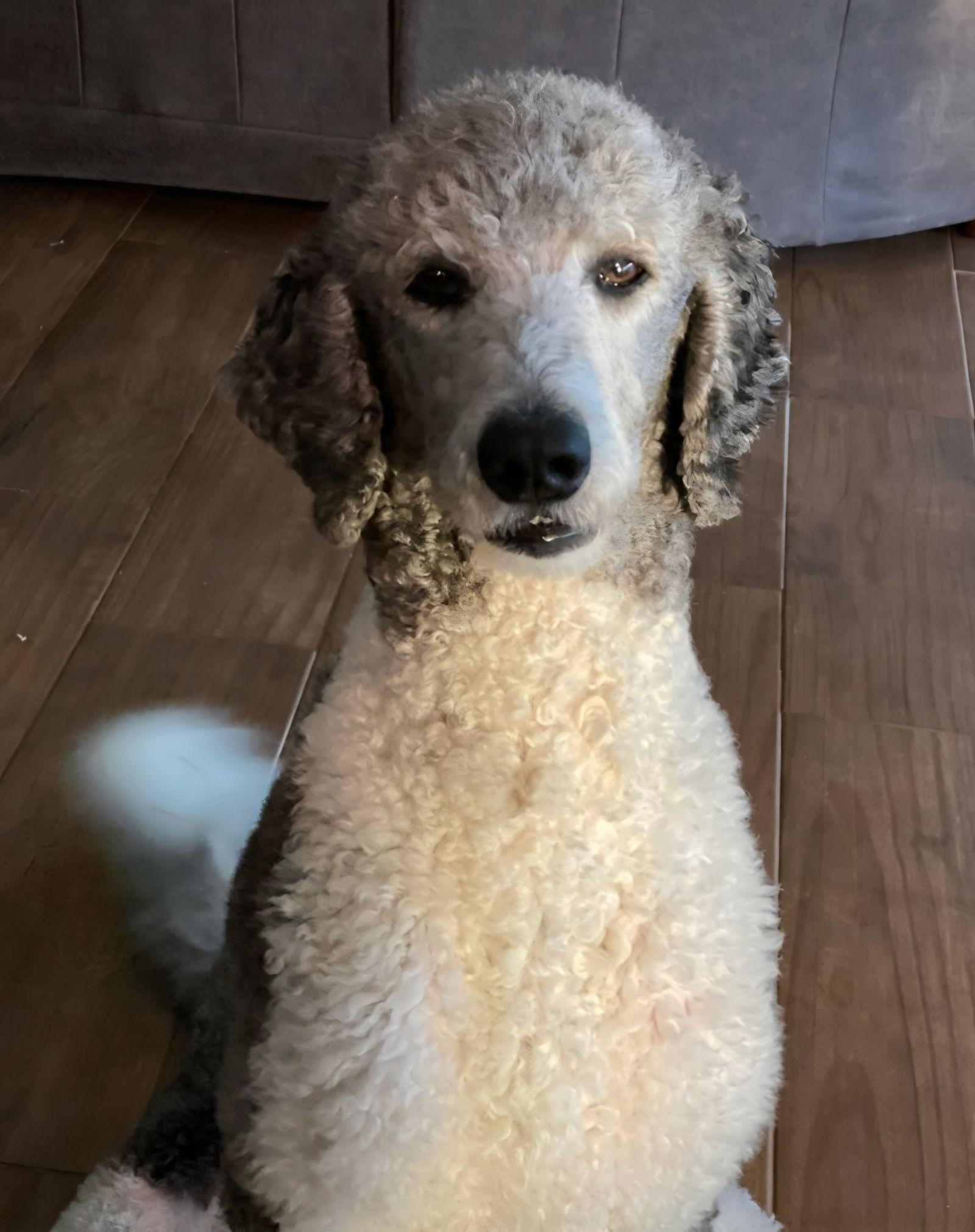 Molly Jane *, Adoptable, Adult Female Labrador Retriever & Standard Poodle.