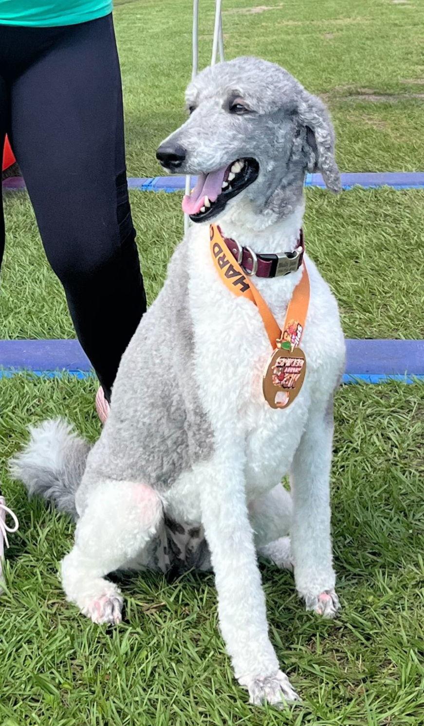 Molly Jane *, a Adoptable mixed breed in Royal Palm Beach, FL image 2/2