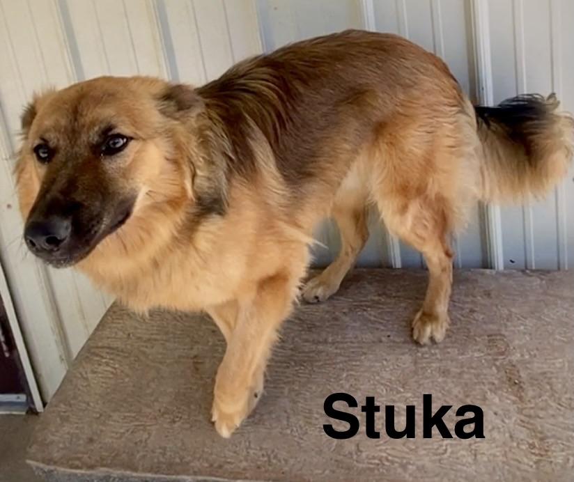 Enlarge Stuka, a ADOPTABLE mixed breed in Pomeroy, OH image 6/6