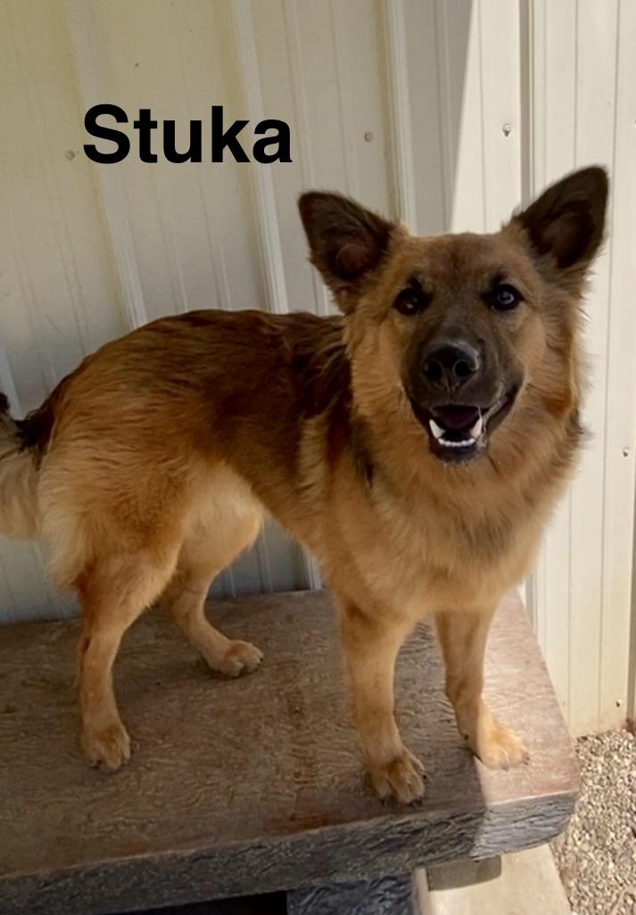 Enlarge Stuka, a ADOPTABLE mixed breed in Pomeroy, OH image 5/6