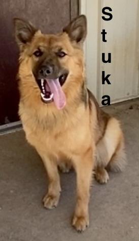 Enlarge Stuka, a ADOPTABLE mixed breed in Pomeroy, OH image 2/6