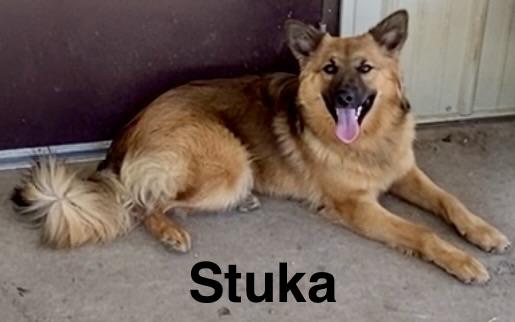 Enlarge Stuka, a ADOPTABLE mixed breed in Pomeroy, OH image 3/6