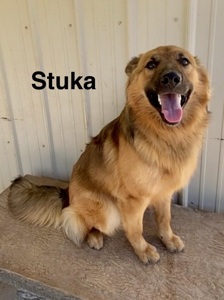 Enlarge Stuka, a ADOPTABLE mixed breed in Pomeroy, OH image 4/6