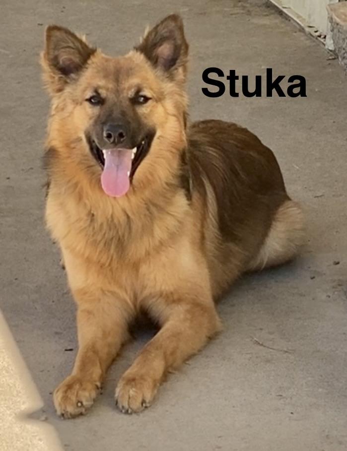 Stuka, ADOPTABLE, Young Male German Shepherd Dog & Mixed Breed.