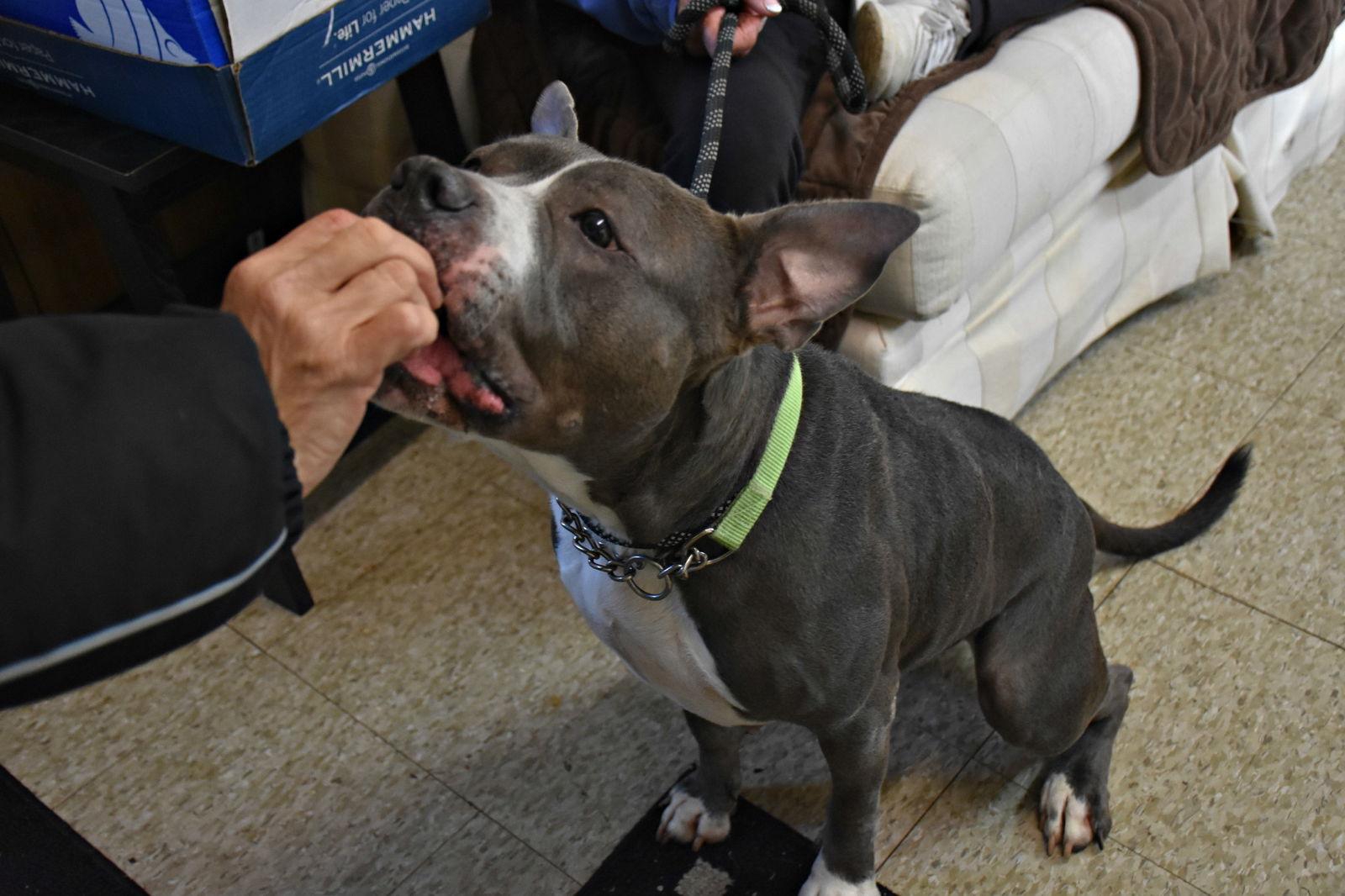 Enlarge Meera, a Adoptable American Staffordshire Terrier in Spring Lake, NJ image 1/3