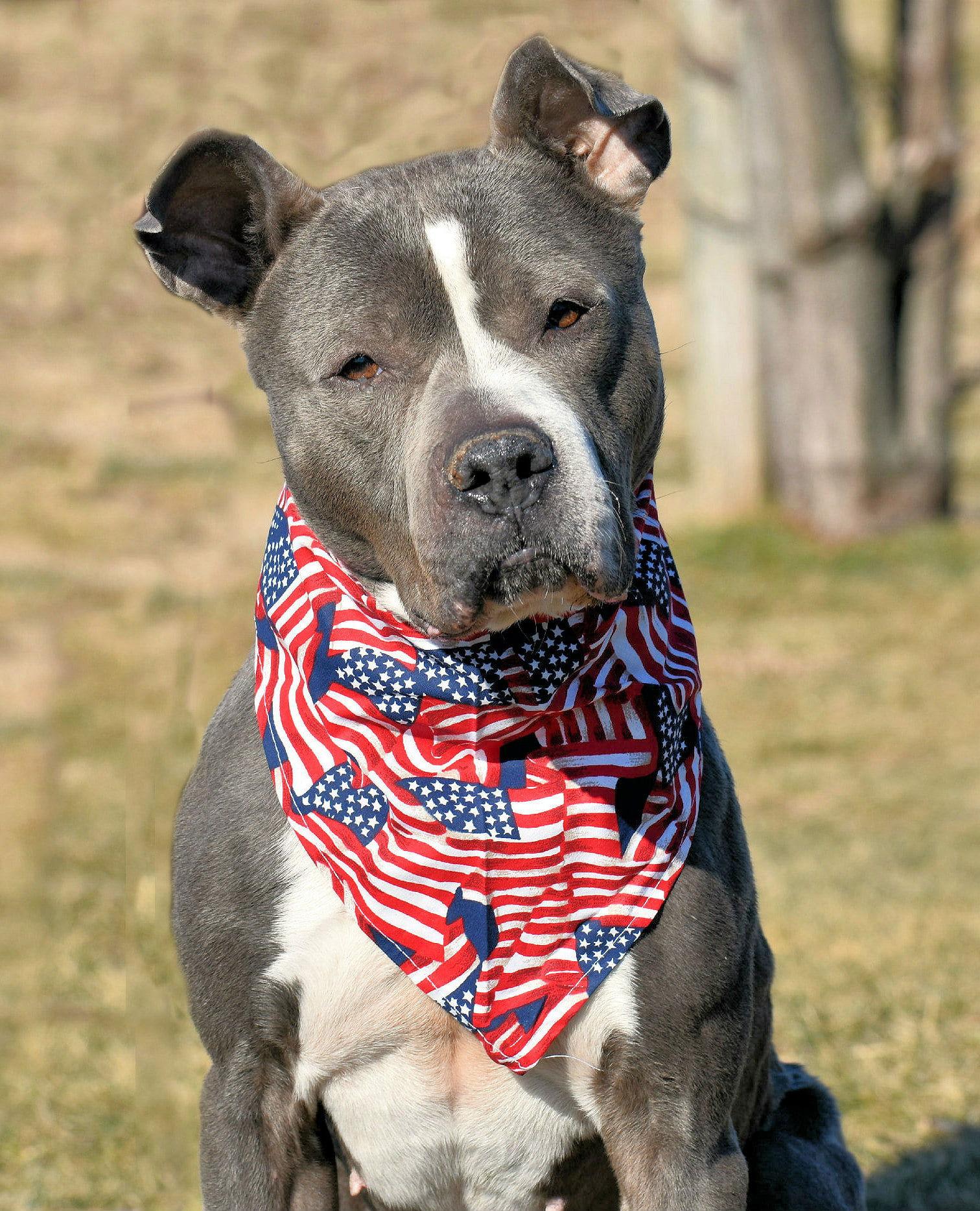Enlarge Meera, a Adoptable American Staffordshire Terrier in Spring Lake, NJ image 2/3