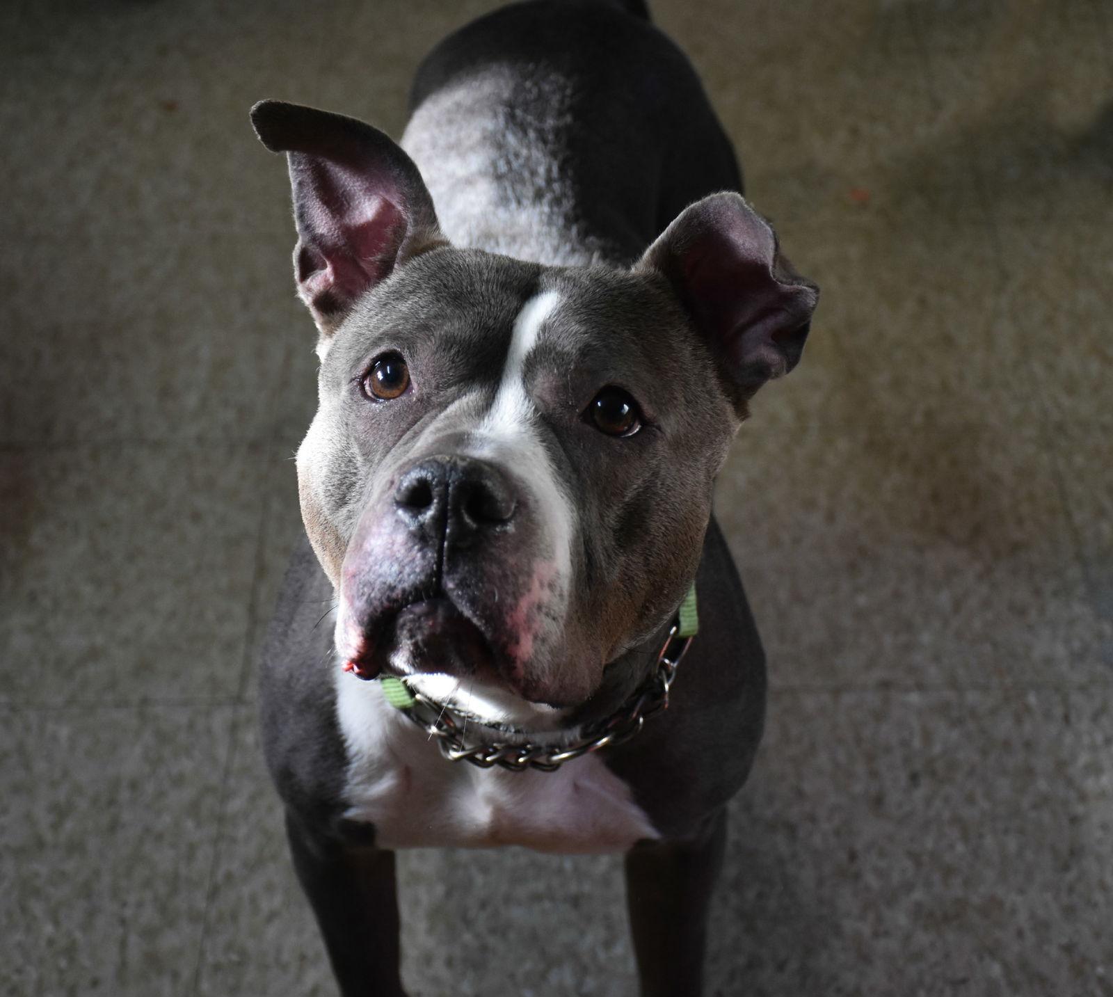 Enlarge Meera, a Adoptable American Staffordshire Terrier in Spring Lake, NJ image 3/3