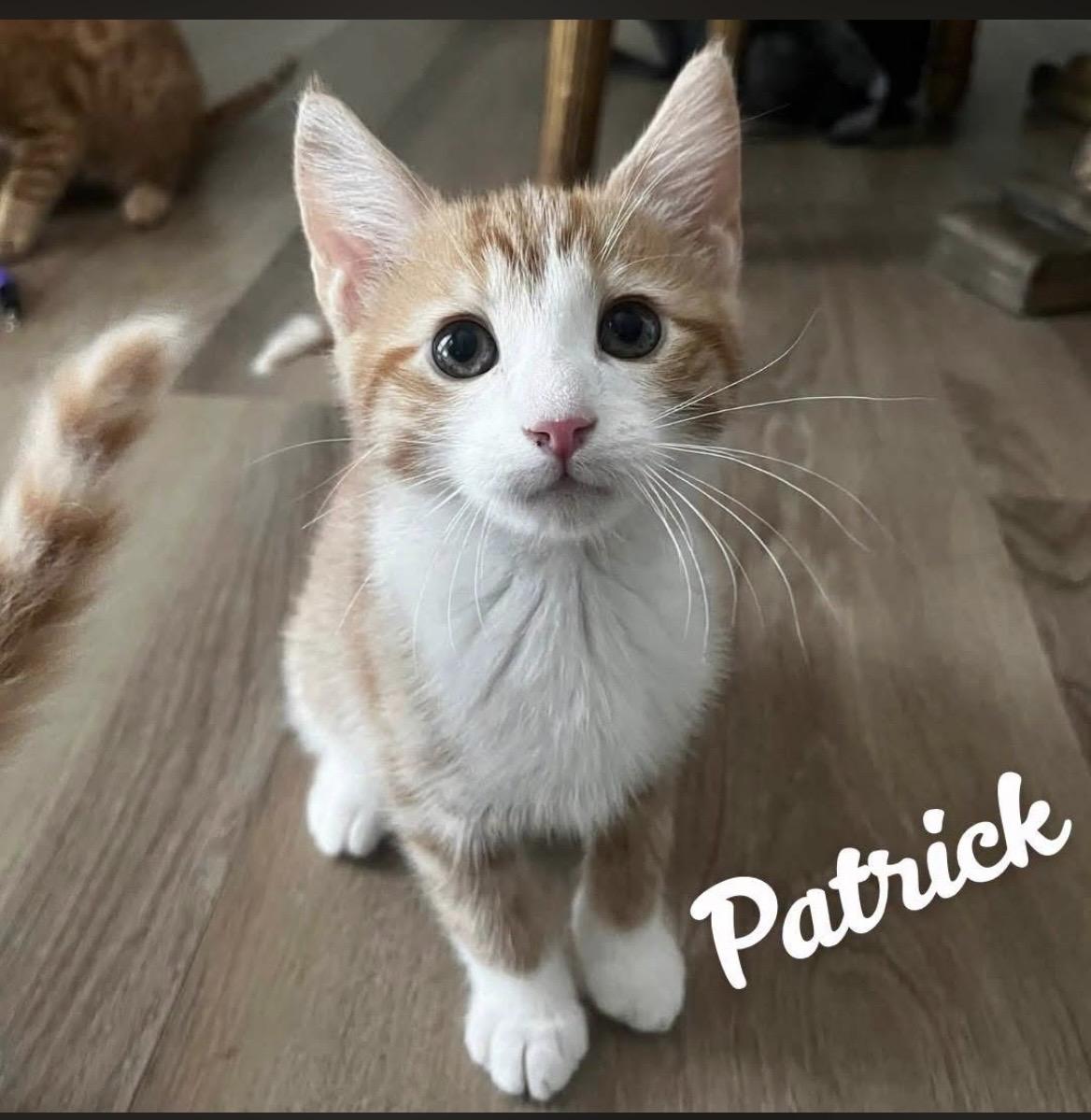 Patrick, ADOPTABLE, Kitten Male Domestic Short Hair.