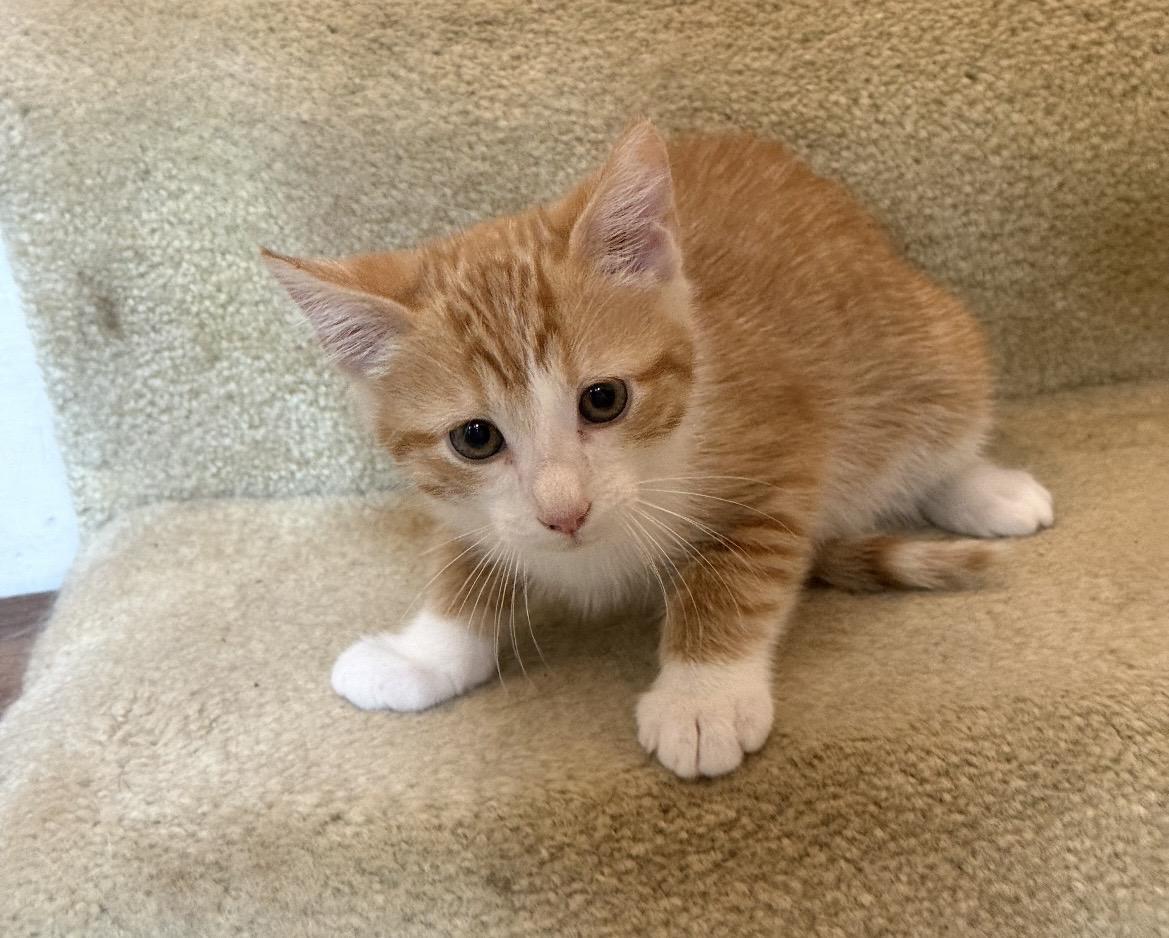 Enlarge Patrick, a ADOPTABLE Domestic Short Hair in Kannapolis, NC image 3/5