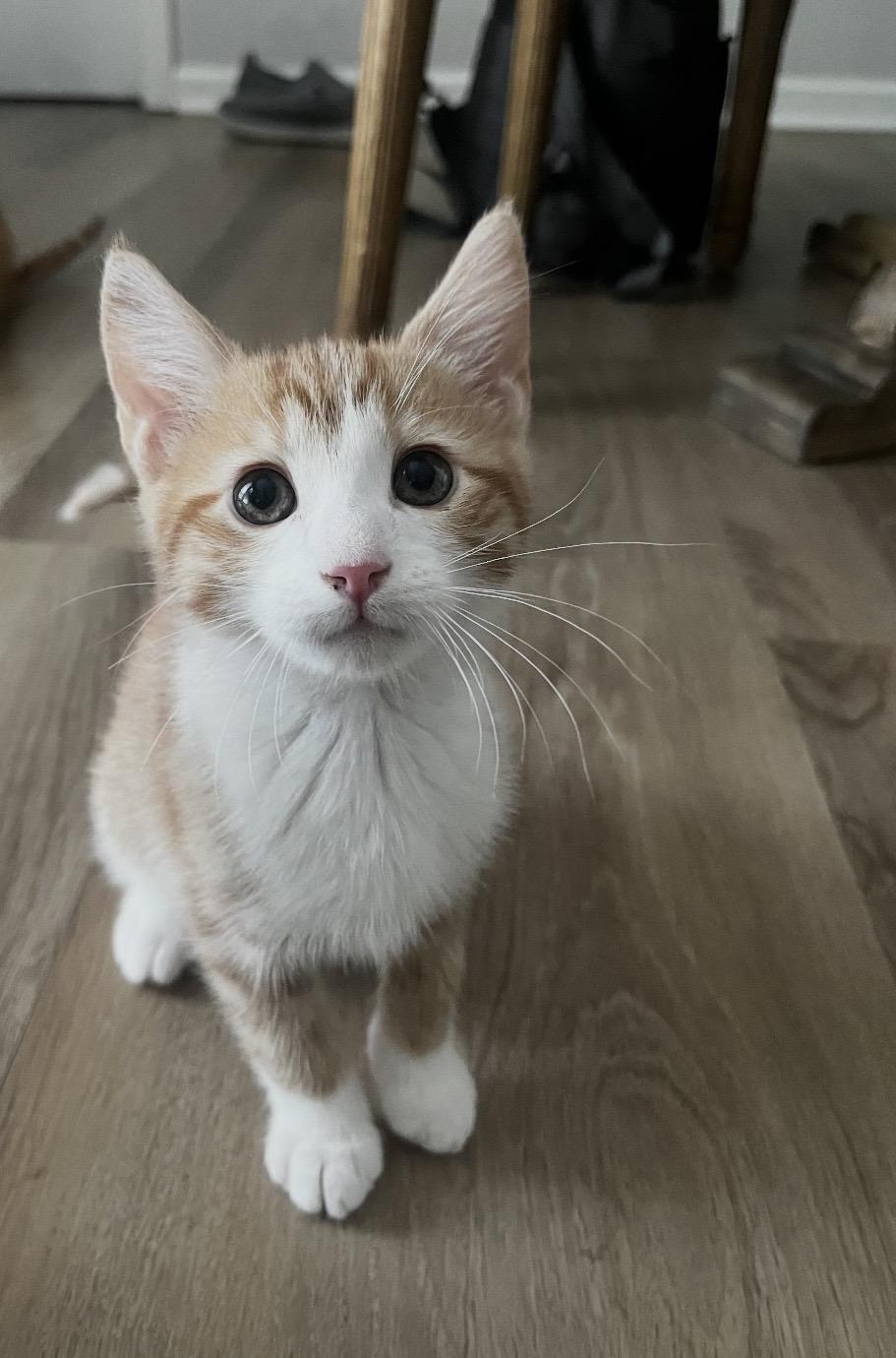 Enlarge Patrick, a ADOPTABLE Domestic Short Hair in Kannapolis, NC image 5/5
