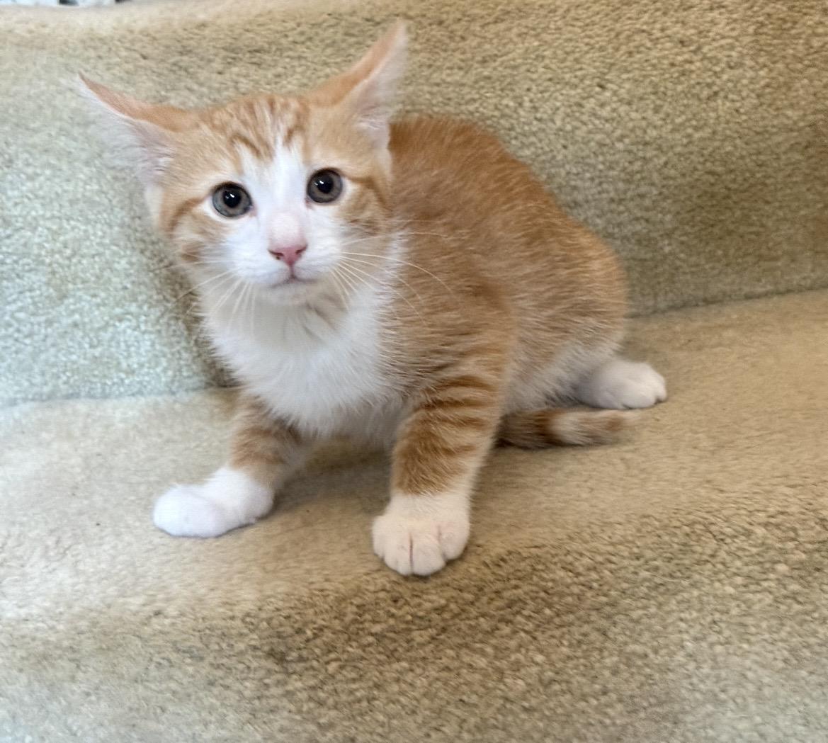 Enlarge Patrick, a ADOPTABLE Domestic Short Hair in Kannapolis, NC image 2/5