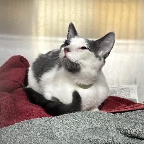 Enlarge Cole, a Adoptable Domestic Short Hair in Oswego, NY image 2/3