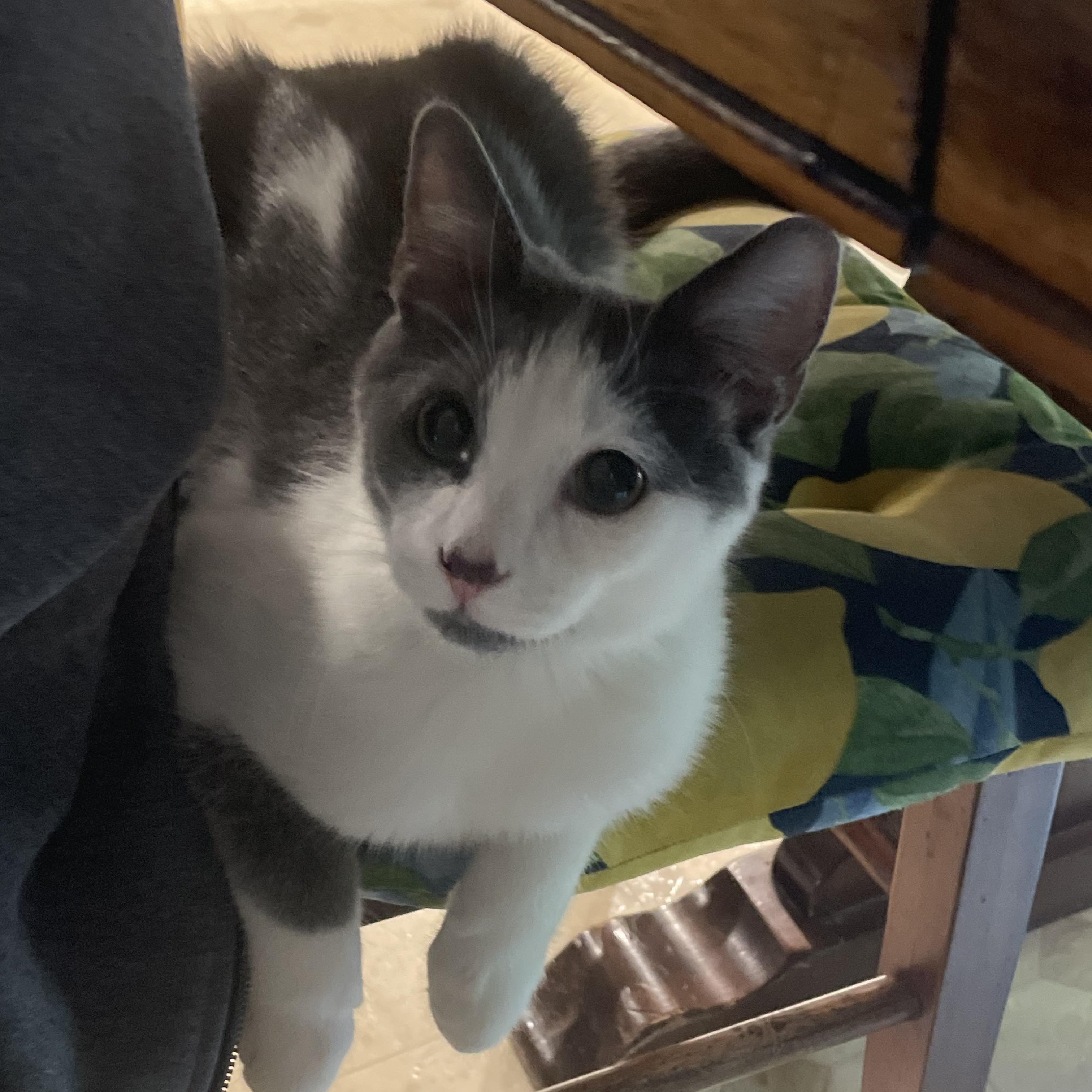 Cole, Adoptable, Kitten Male Domestic Short Hair.