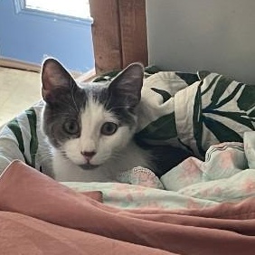 Enlarge Cole, a Adoptable Domestic Short Hair in Oswego, NY image 3/3