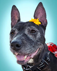 Aiesha, a Adoptable American Staffordshire Terrier in Berkeley, CA image 3/5