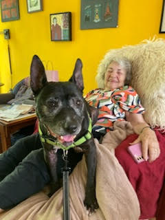 Aiesha, a Adoptable American Staffordshire Terrier in Berkeley, CA image 4/5