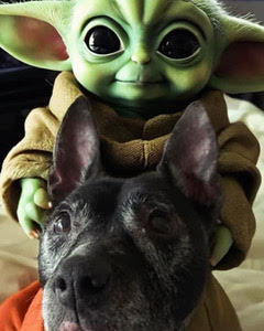 Aiesha, a Adoptable American Staffordshire Terrier in Berkeley, CA image 2/5