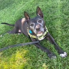 Aiesha, a Adoptable American Staffordshire Terrier in Berkeley, CA image 5/5