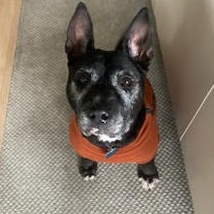 Aiesha, Adoptable, Senior Female American Staffordshire Terrier.