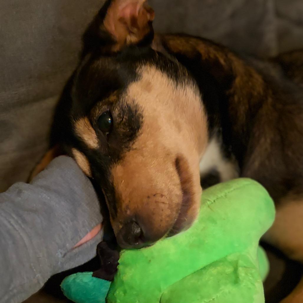 Magdalena-In Foster- $99 - See my Video!