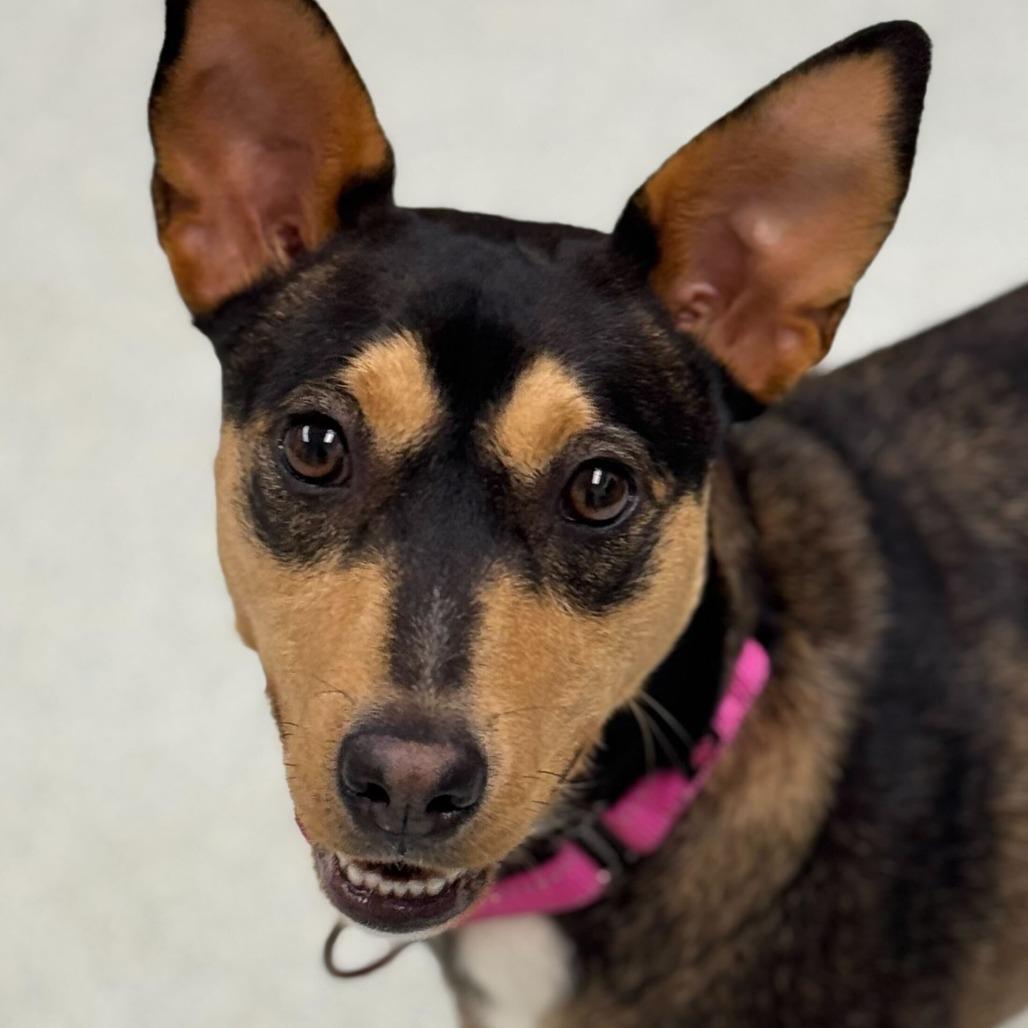 Magdalena-In Foster- $99 - See my Video! — thumbnail 3