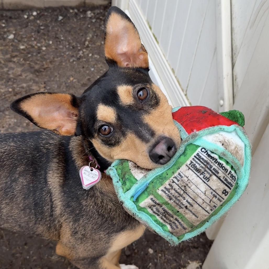 Magdalena-In Foster- $99 - See my Video! — thumbnail 4