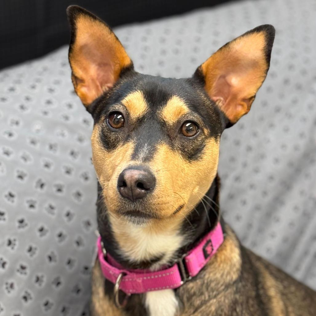 Magdalena-In Foster- $99 - See my Video! — thumbnail 5