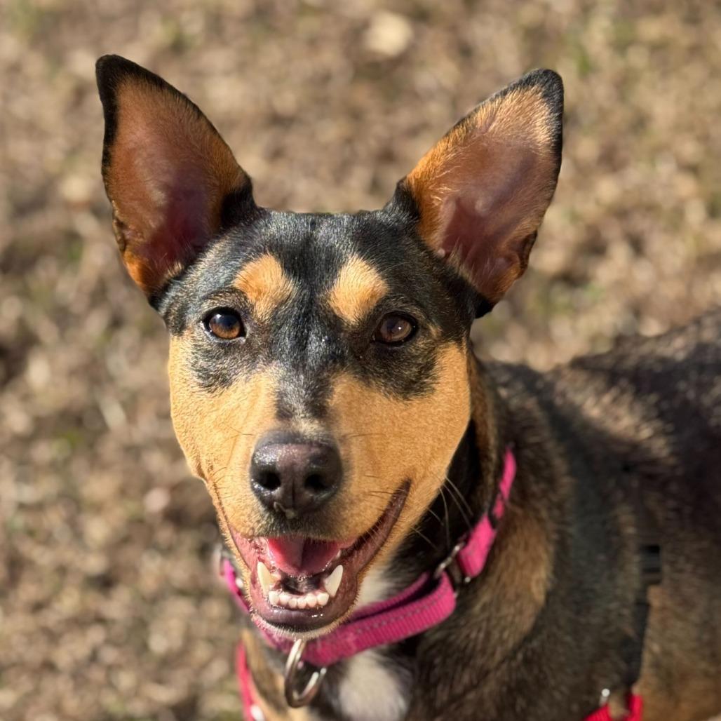 Magdalena-In Foster- $99 - See my Video! — thumbnail 6