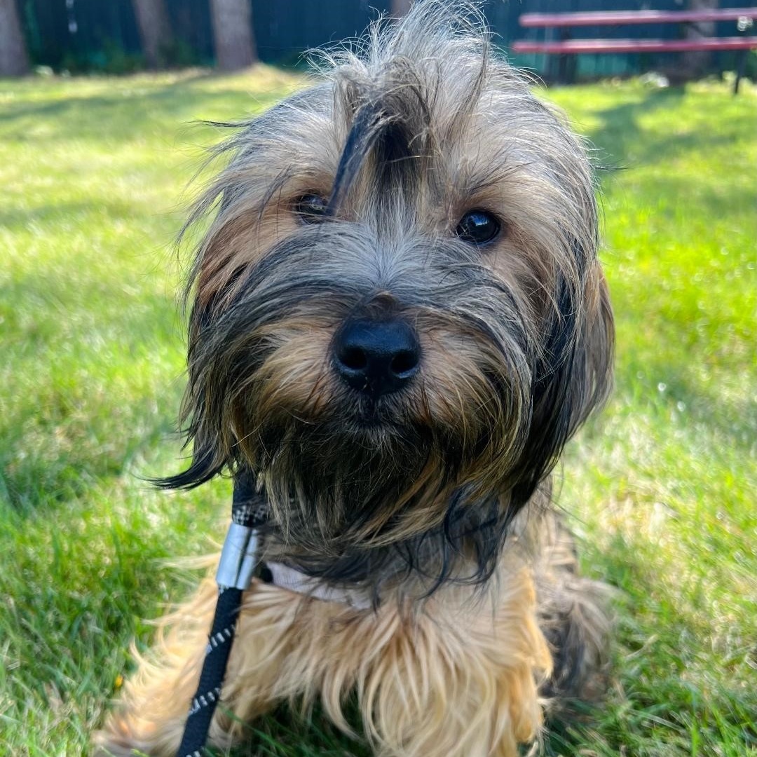 Dog for adoption Brisbane, a Mixed Breed in Hartland, WI Petfinder